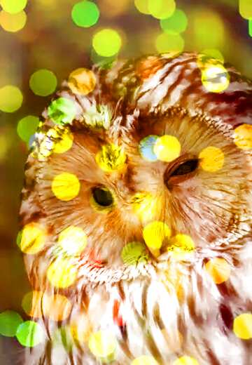 FX №176628 Owl overlay Christmas bokeh background    