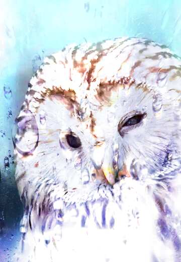 FX №176630 Owl overlay Drops of rain on glass