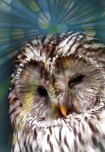 FX №176641 Owl  overlay Rays of sunlight
