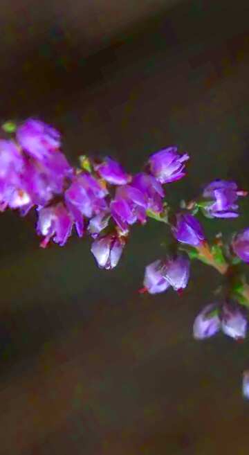 FX №18265 Image for profile picture Heather.