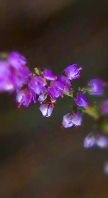 FX №18266 Image for profile picture Heather.