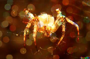 FX №183805 Spider bokeh  light background