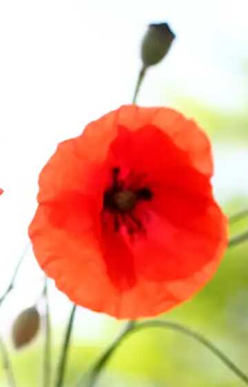 FX №19831 Red flower poppy