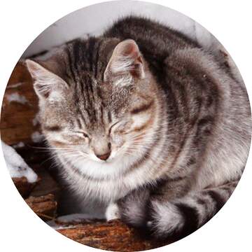 FX №20055 Kitten image for profile picture