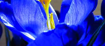 FX №208058 Spring Flower  fragment