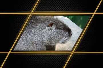 FX №211206 Nutria  Carbon gold lines frame