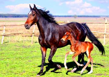 FX №236031 Horse wallpaper