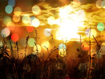 FX №262485 Захід сонця