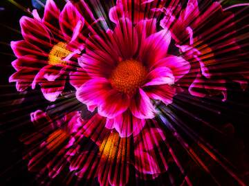 FX №265436 Ruby Red, Garden`s Elegance