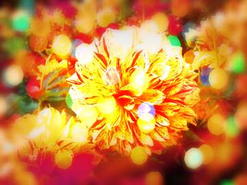 FX №266471 Lit AF Roses: Love Blooms in Greetings