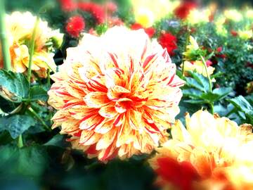 FX №266478 Lituation Radiance: Celebrate the Good Times