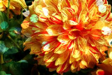 FX №266466 Lituation Roses: Love Blooms in Greetings