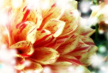 FX №266472 Savage Harmony: Wishing You Bold Happiness