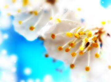 FX №266064 Springtime Blossoms in Azure Hue