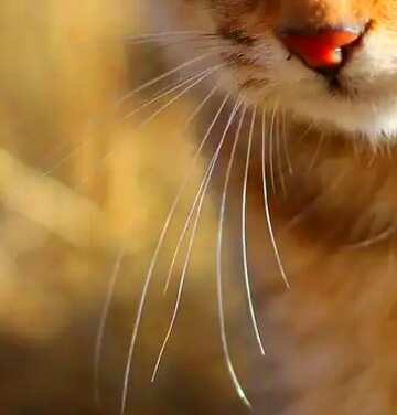 FX №49753 Усы кота