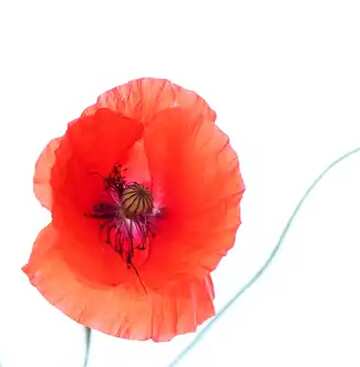 FX №6157 Beautiful red poppy