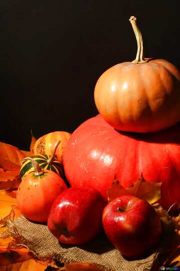 FX №74806 Autumn pumpkins still life