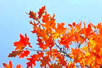 FX №84894 秋のデスクトップの壁紙